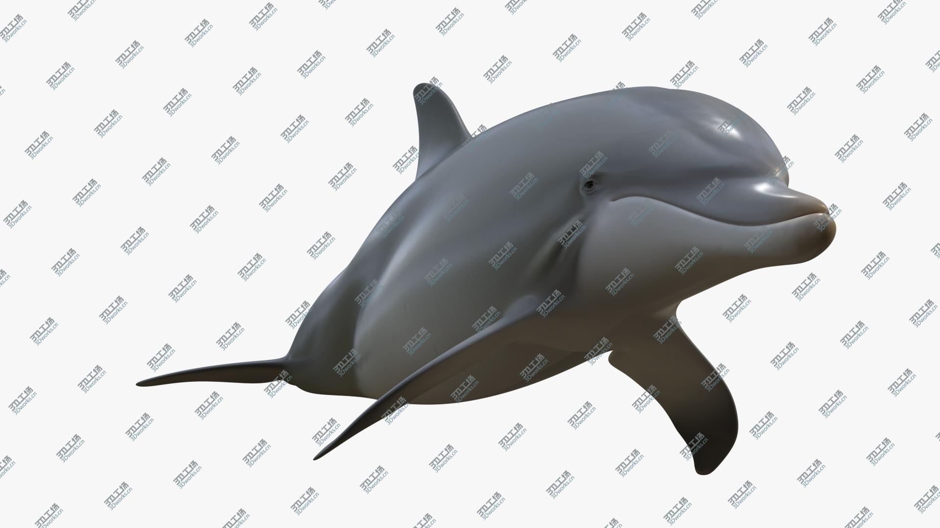 images/goods_img/202104021/3D Beautiful Common Bottlenose Dolphin model/4.jpg